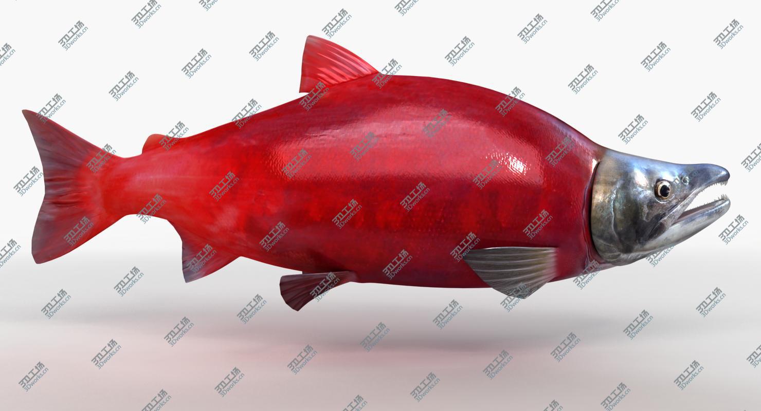 images/goods_img/2021040161/Sockeye Salmon (Animated)/1.jpg